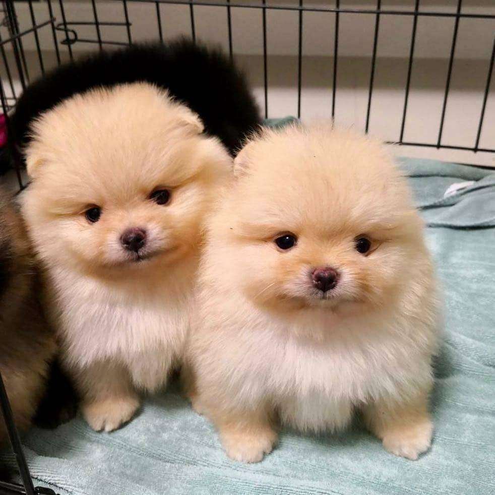 Toy Pomeranian online price in Vizag