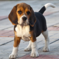 beagle breeder in india