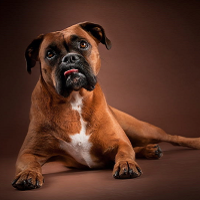 boxer breeder in india