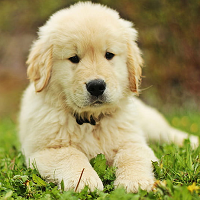 golden retriever breeder in india