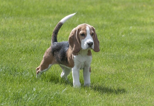 beagle price in ahmedabad