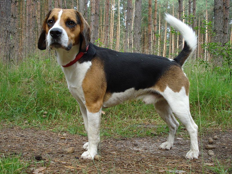 beagle price in bangalore