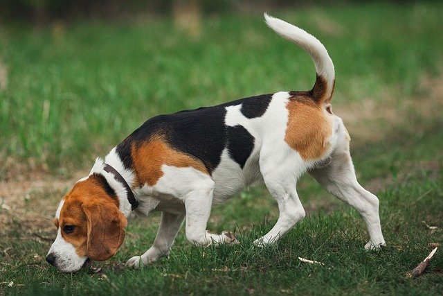 beagle price in chennai