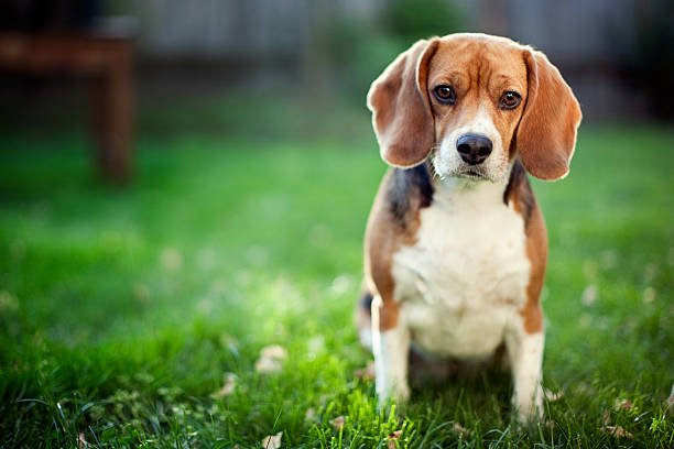 beagle price in India