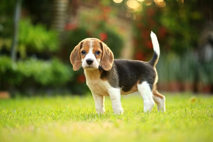 beagle price in India