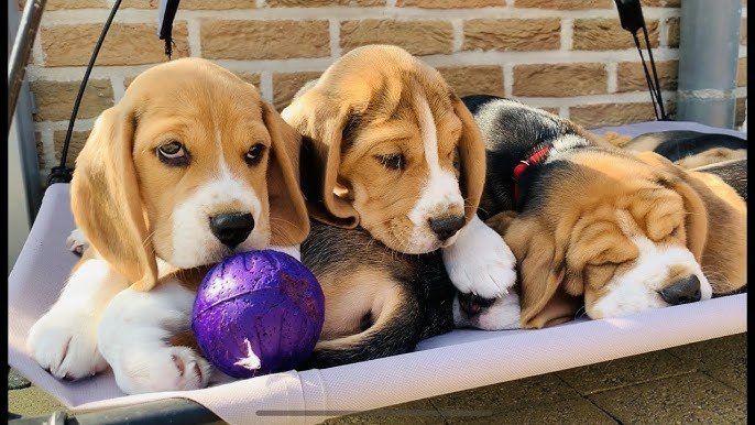 beagle price in mumbai