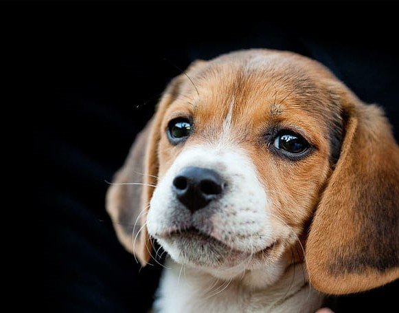 beagle price in Pune