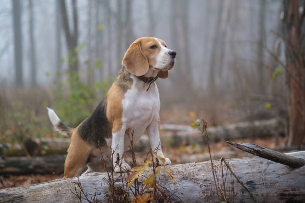 beagle price in vizag