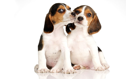 beagle puppy for sale in india