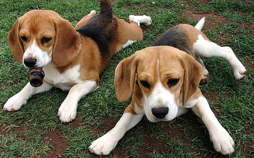 buy beagle online in india