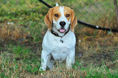 beagle dog kennel in india