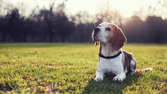 beagle pet shop in india