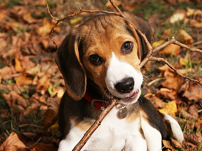 beagle male puppy price in india