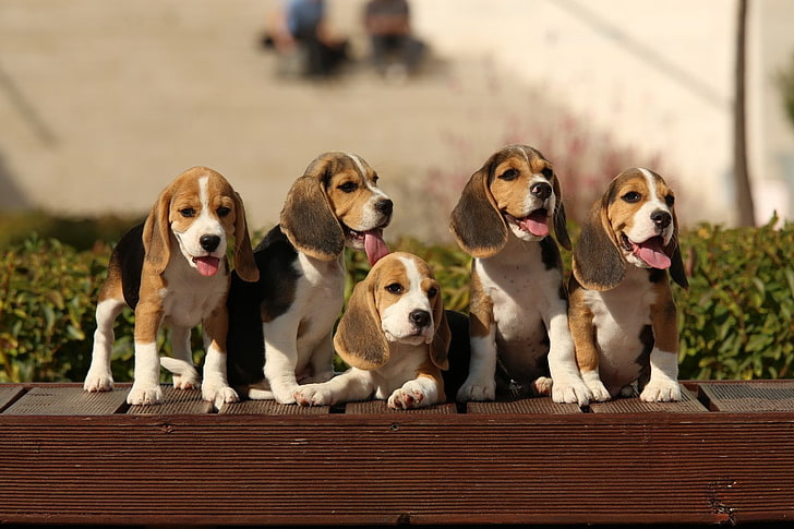 beagle price in india