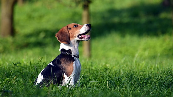 beagle dog price in india