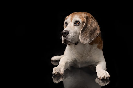 beagle dog breeder in india