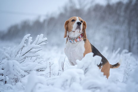 beagle for sale in india