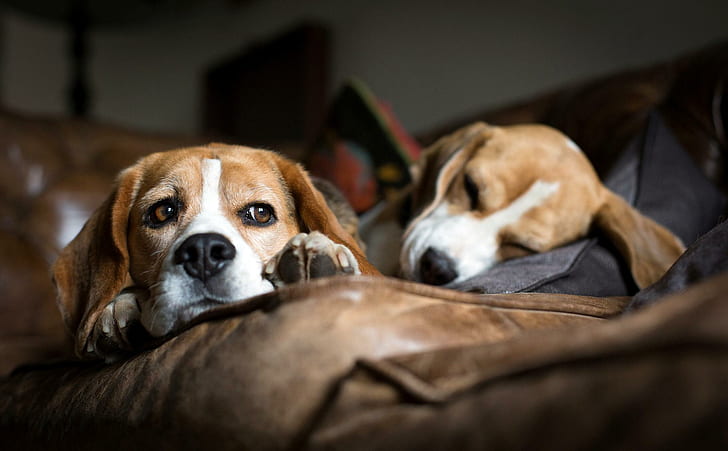 book beagle dog in india