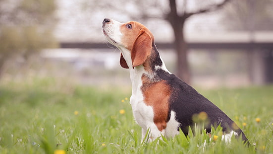 beagle dog for sale in india