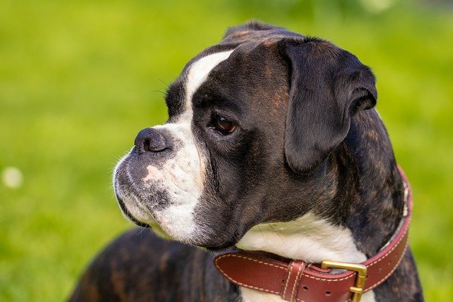 boxer price in chennai