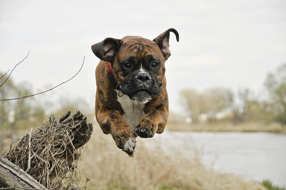 boxer female puppy price in india