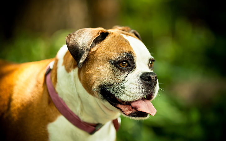 boxer dog hostel in india