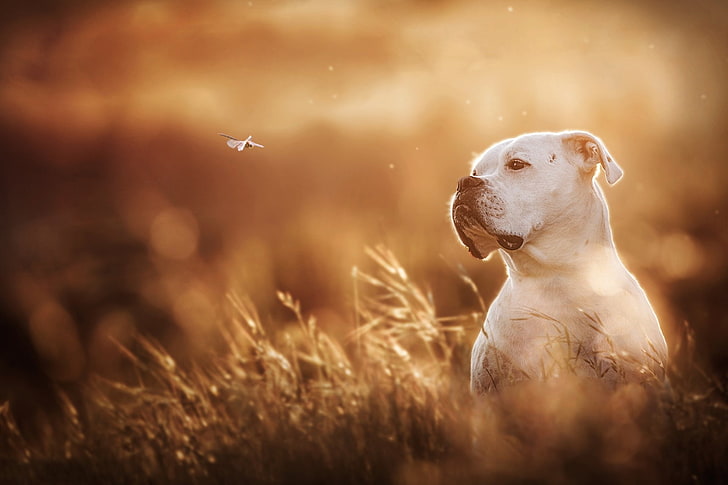 boxer dog kennel in india