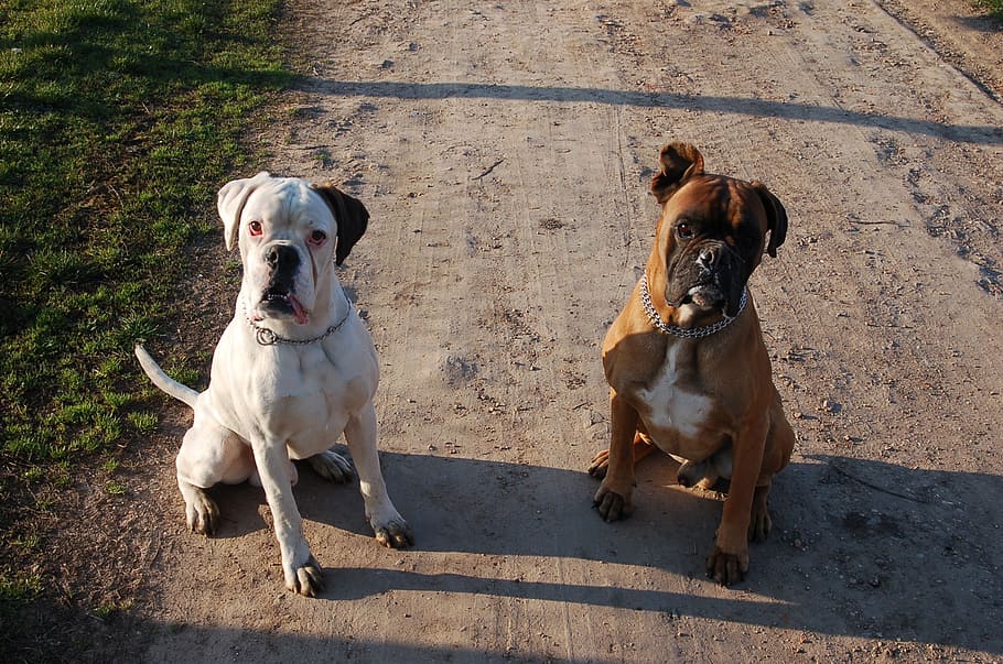 boxer pet shop in india