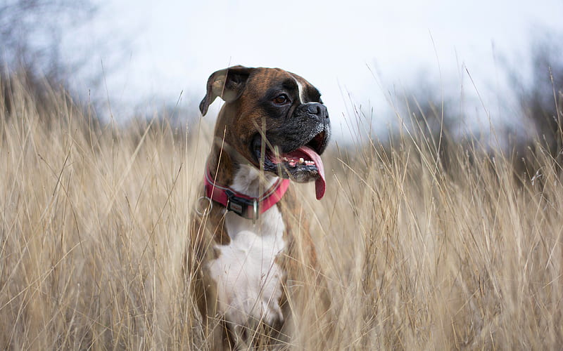 boxer dog price in india