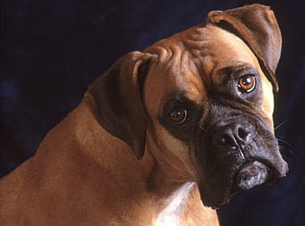 boxer dog for sale in india