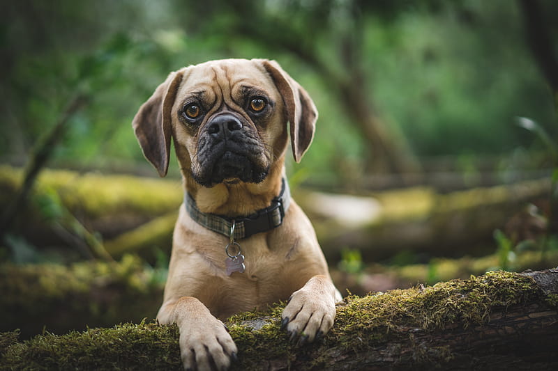 boxer dog breeder in india