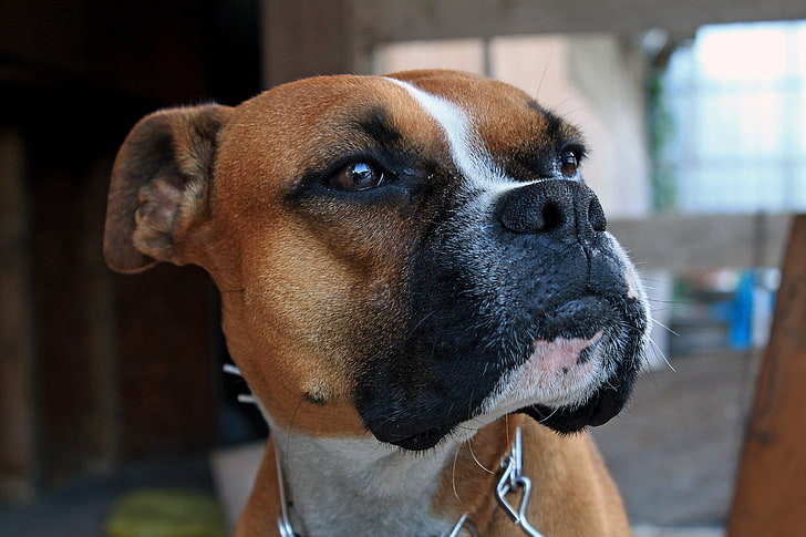 boxer puppies for sale in india