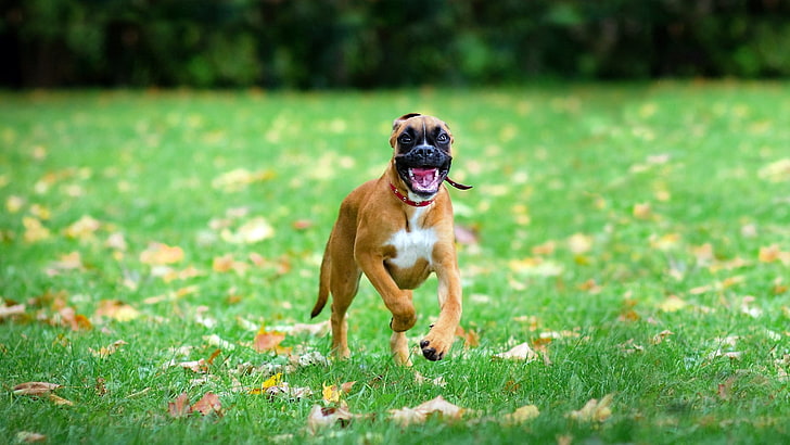 boxer puppy for sale in india