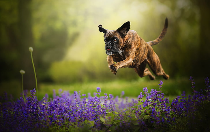 boxer dog adoption in india