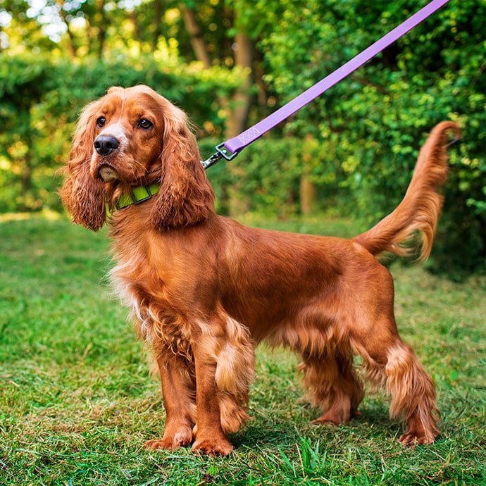 cocker-spaniel price in ahmedabad
