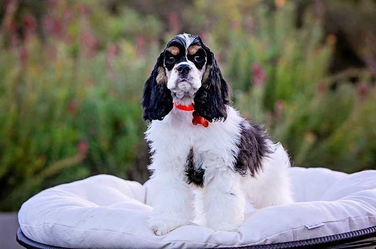 cocker-spaniel price in bangalore