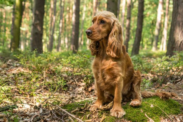 cocker-spaniel price in chennai
