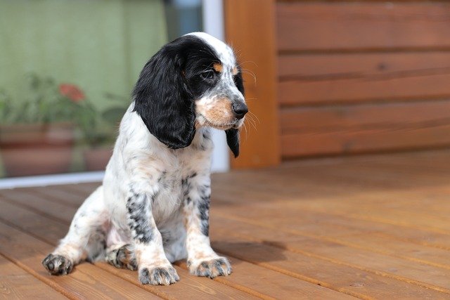 cocker-spaniel price in hyderabad
