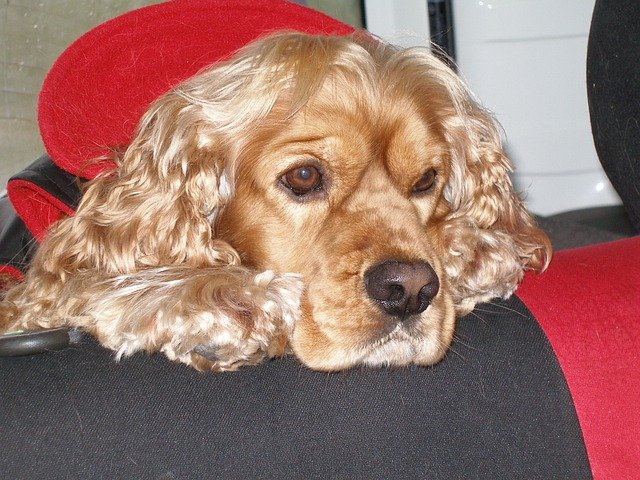 cocker-spaniel price in kolkata