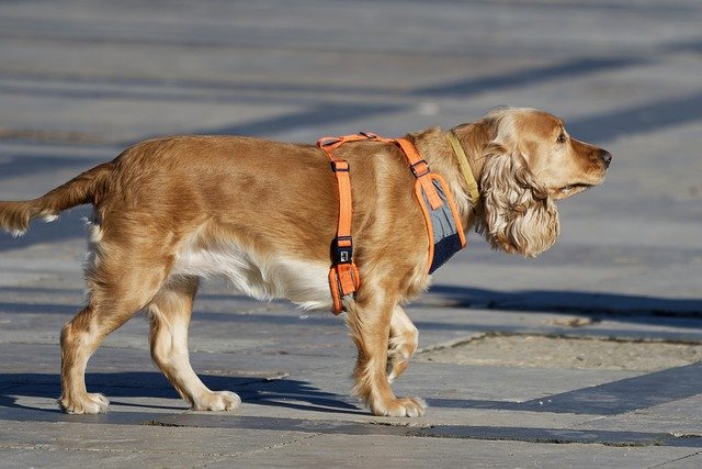 cocker-spaniel price in India