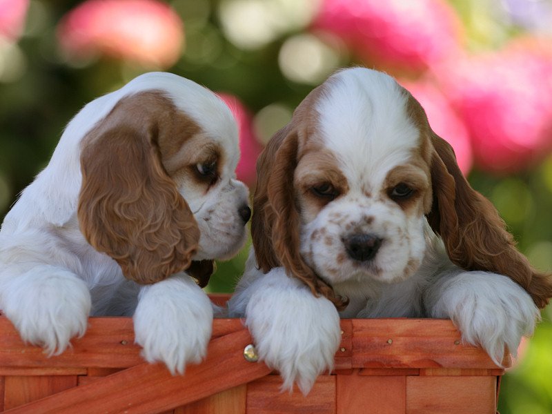 cocker-spaniel price in Pune