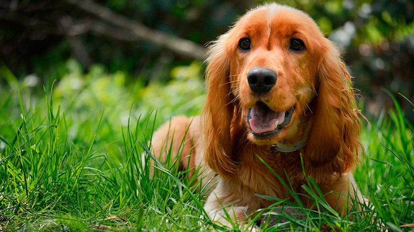 cocker-spaniel price in vizag