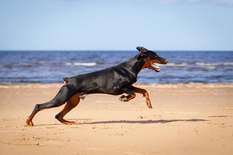 doberman price in bangalore