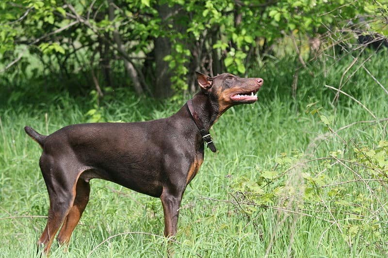 doberman price in chennai