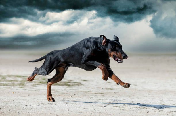 doberman price in India