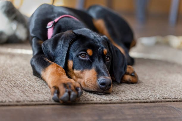 doberman price in kolkata