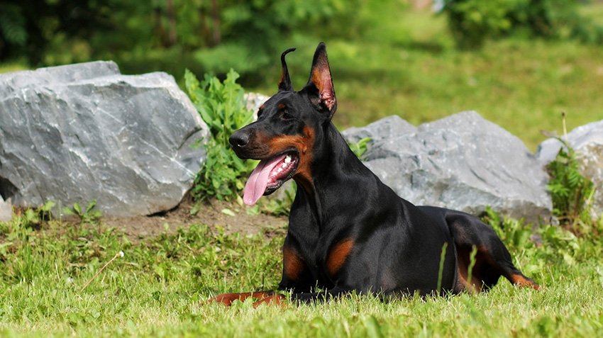 doberman price in mumbai