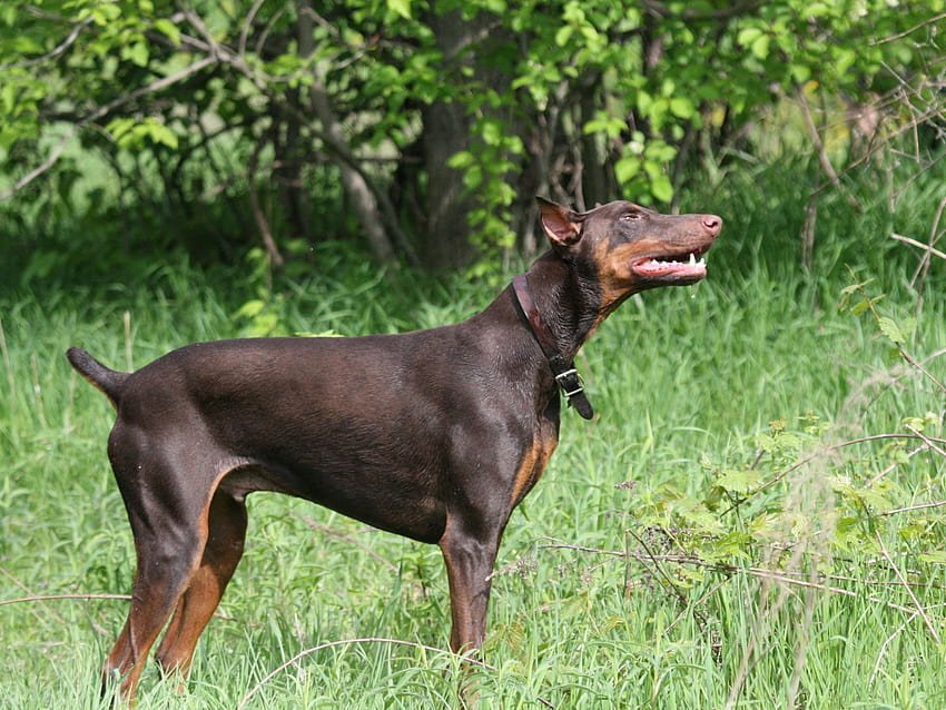 doberman price in Pune