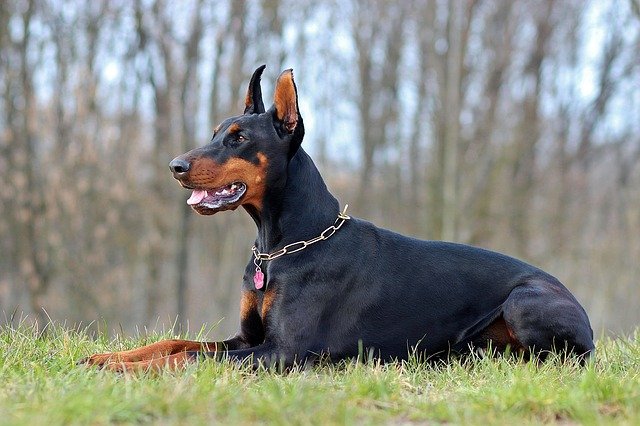 doberman price in vizag
