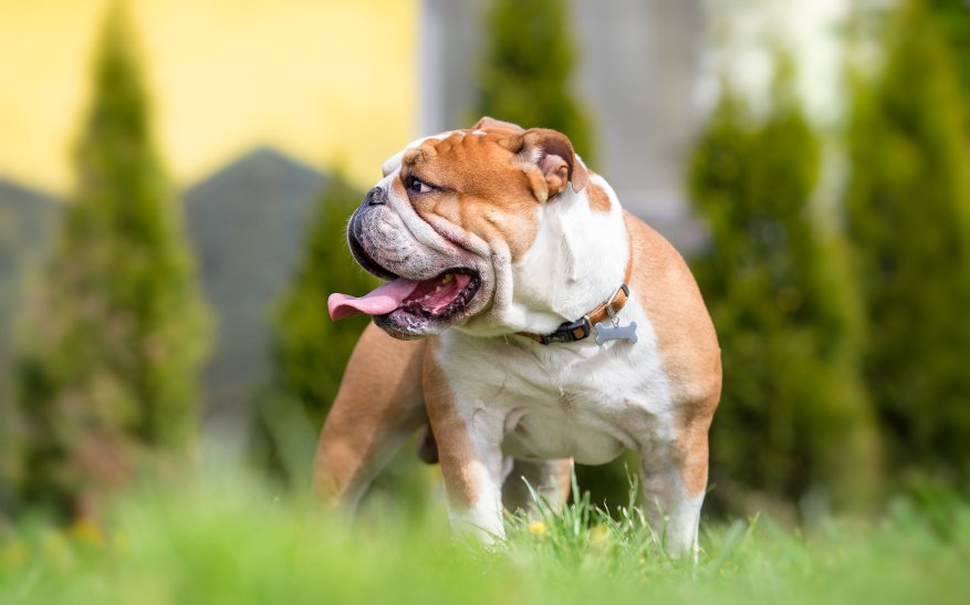 english-bulldog price in ahmedabad